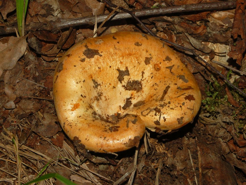 E'' una russula, vero?